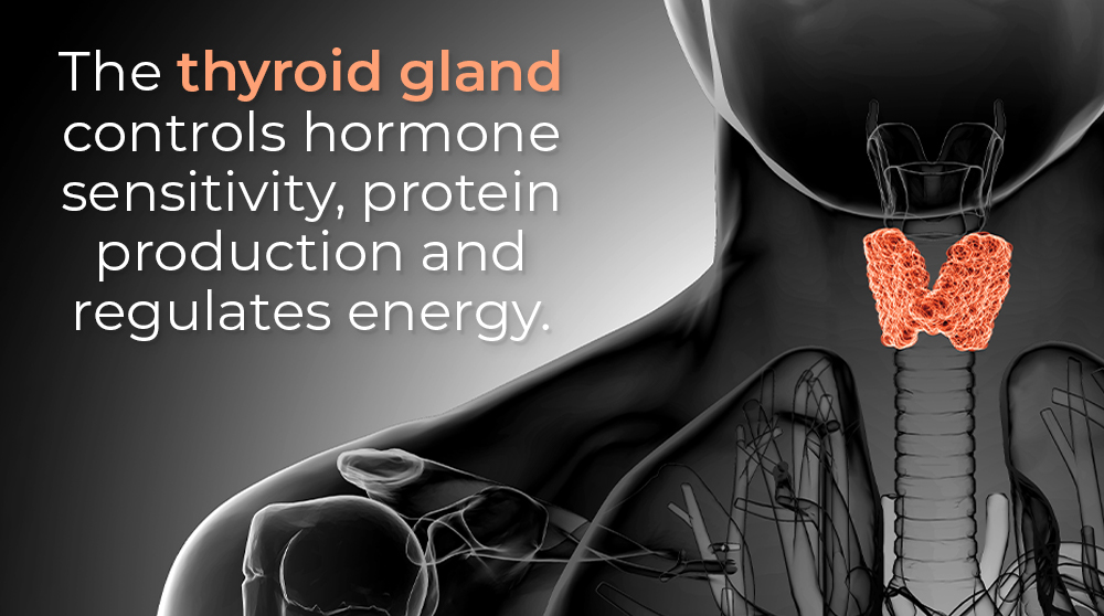 what is the thyroid gland? hypothyroidism and agent orange