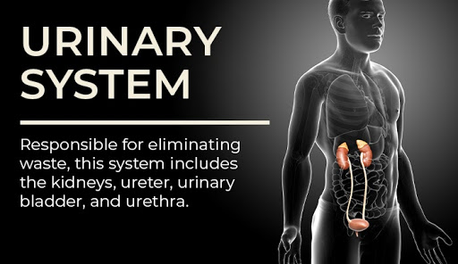 organ systems | urinary systems