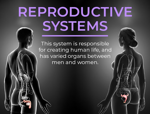 organ systems | reproductive