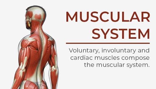 organ systems | muscular system