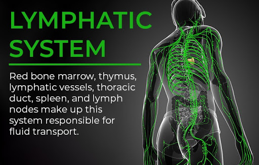 organ systems | lymphatic system