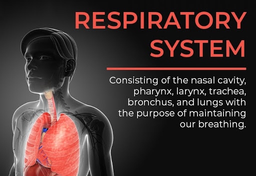 organ systems | respiratory system