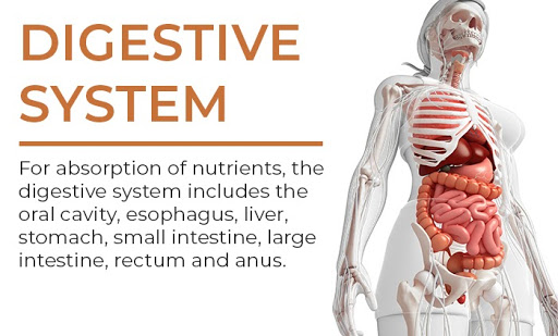 organ systems | digestive
