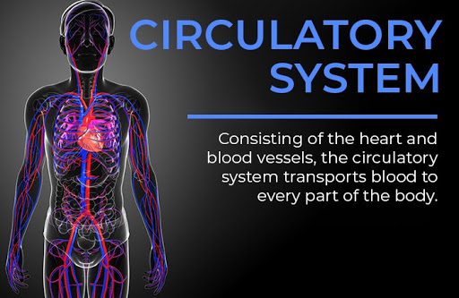organ systems | circulatory