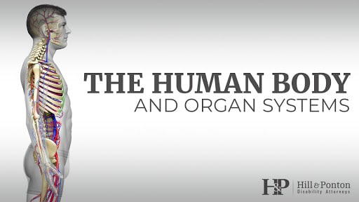 Human Body Organ Systems - Hill & Ponton, .