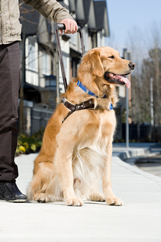 Guide dogs for veterans due to secondary connection amputation