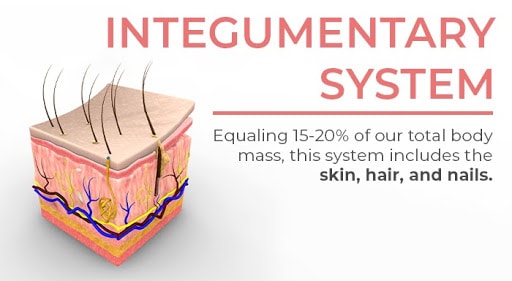 organ systems | integumentary