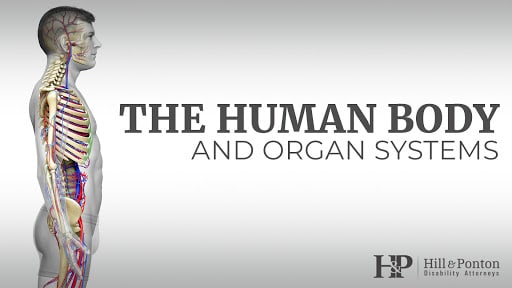organ systems